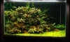 "Էҹ͹͹" Bucephalandra Tank No.2