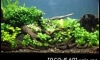 Anubias Tank  Update 25/5/57(.19)