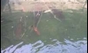 ���>>>>>Redtailed catfish �������ҧᴧ<<<<<
