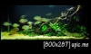 02/2014 "The South American Cichlid Tank"