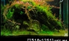 "Ginseng" ԧҢҡǧ up ͺ 90 ѹ  ٻõ