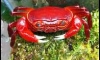 *New*Super Red Crab ,Red and Black Crab, Halloween Crab , Rainbow Crab