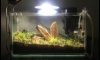 12" áѺ ( Update ѹ˹)