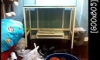 My Bucep Tank !!!!UP DATE 
