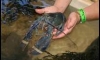 ¡ ͺ lobster 