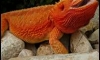 ˹¡駡 bearded dragon Ẻ Ҥ Ҵ62