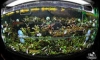 MY Bucephalandra