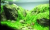 Rock First Mini Ѿഷ26/1/58