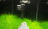 hairgrass twist