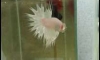 ��»�ҡѴ��§��  �ٻ�������������  https://www.facebook.com/betta57