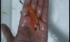 Ŵҧʵ͡ ԧ   ͧ  Һ  ͧ  ¾ǧͧ