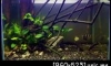 Biotobe Aquarium