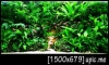 green green green (--)