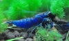 Dream blue shrimp