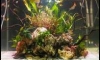 Tank of life Ѵ㹧ҹʴѺ (˹ѻҹ)