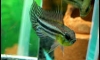 ��»��������Bitae&Agassizii Careiro,Abacaxis, Miua, Elizabethae ���