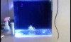 led diy 45w    MH150W  led jeneca  ��¤��Һ��