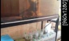 ��˹��µ����ԡ����§ 48 ���Ǿ�����ҵ��+��