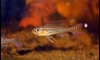 ��� Biotoecus Opercularis ��Ѻ