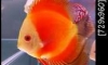 Red Melon Discus 4 inch!!!