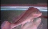 ������10" ��ǡ��ⴧ�٧10" �ش��ԡ11.5" �觷����¤�Ѻ ����Ҫ���͹��Ѻ