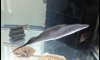 ��� ͺ� ͺ� 14"