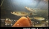 ��ª�͹�ش�Թⴹ���� L114 �����