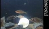 ���dewenti, ᫧��, ������, macrops �������1000���Ǥ�Ѻ
