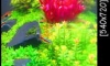 Ѵ觴 աѺ