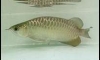 KING AROWANA ��Ҿ�������ҡ�ش� �ҡ ������س�Ҿ ���� ����ҹ�� ��� F701 ����ѧ�� "