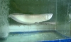 ����ѧ���Թ 21" ����� 1,500.-