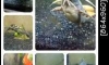 decorus catfish 6 inch for sell 