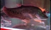 ��ҡ������ ����1 16" �觷�����