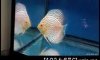 ��� Malboro 5 ���� 1 ��� ���� Albino �ա 1 ��� 