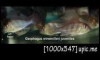 Geophagus sp. winemilleri Rio Atabapo Wild @ 300 Baht