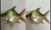 �***����¹��� �������� ����¹�ԹⴵҴ���鹤��***� 