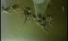 �Դ�Ѻ Pre-Order (3/9/15)  Altum Angelfish ** Lot 2 **