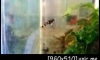 ��Һ����Ҩ� Brachygobius xanthomelas 