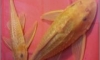 �Դ�ʹ��Ҥҫ��� Golden Pleco 11 inches