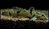 �Ѵ㨻���� Callogobius tanegasimae