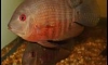 ��� Heros sp. "Rio Inirida Red" ��� Heros sp. "Santarem" 