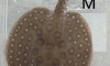 ��ҡ��ູ ���� 