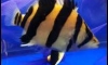 ���͵�����˭� ��Ҵ3.5" ����� ������ʡ�����