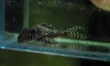 @@@��� ZEBRA PLECO L46, BLUE EYED PLECO, L399 ��һ�ҷء��� !!@@@