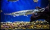 ���Longnose Gar 䫤� 24 ����