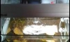 ���18���� ����� �ç᤺ �pl 