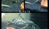 decorus catfish 7.5" 750 �ҷ 