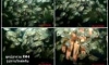 �١���ᴧ�������� ��´� (�ش FM�͡4)