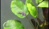 ��� L46 Zebra sucker 1 ����Ѻ