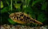 Tetraodon schoutedeni �ѡ��Ҥͧ�(�ش)������ҡ�ش�